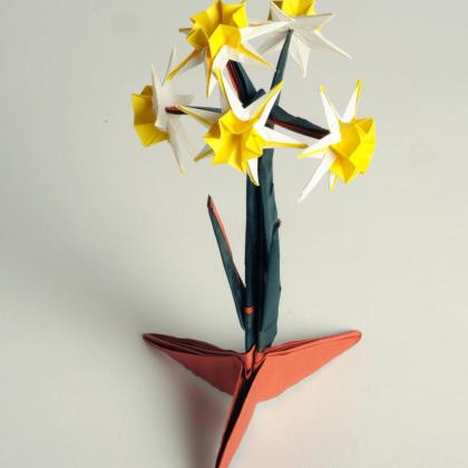 Daffodil