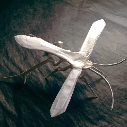 Plume Moth