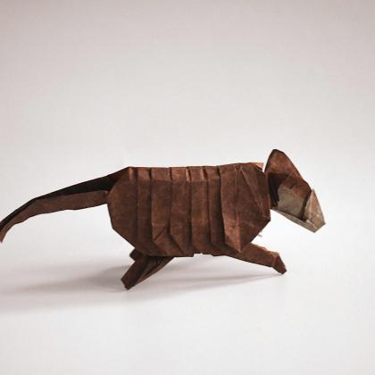 Armadillo