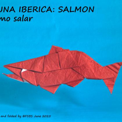 Salmon