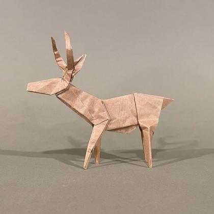 Whitetail Buck