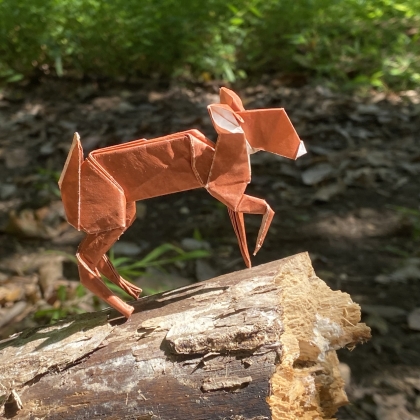 Whitetail Fawn
