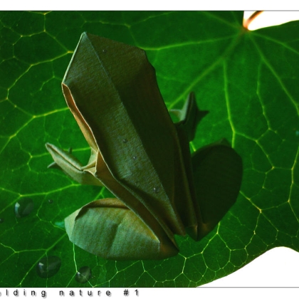 Ranoshi (frog)