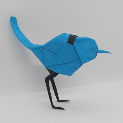 Blue Wren